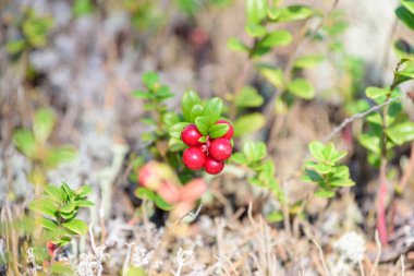 Tayga ormanında yetişen olgun yaban mersini hasat için hazır.