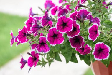 Yaz günü saksıda açan güzel çiçekler.