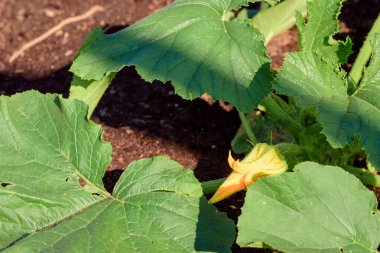 Bahçede yeşil yapraklı olgunlaşmamış kabak.