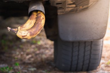 Bunch of ripe bananas in the exhaust pipe of car clipart