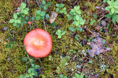 Kırılgan şapkalı Russula mantarı yaz günü çam ormanlarında yosunlarda yetişir.
