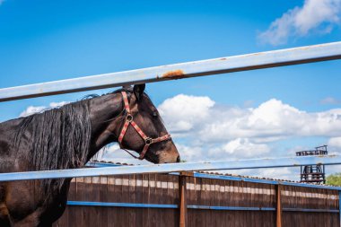 Çayırda yarış atı yarışı bekliyor.