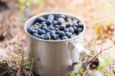Bardak dolusu yabanmersini bataklıkta toplandı.