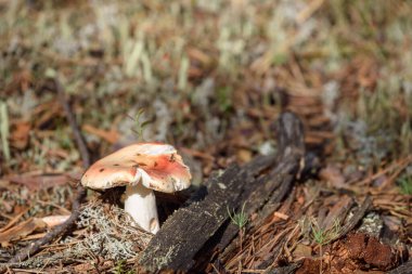 Kırılgan şapkalı Russula mantarı yaz günü çam ormanlarında yosunlarda yetişir.