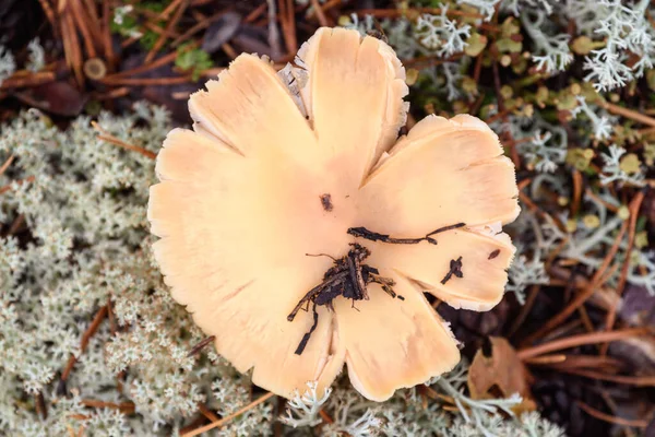 Russula Pilz Mit Sprödem Hut Wächst Sommertagen Auf Moos Kiefernwald — Stockfoto