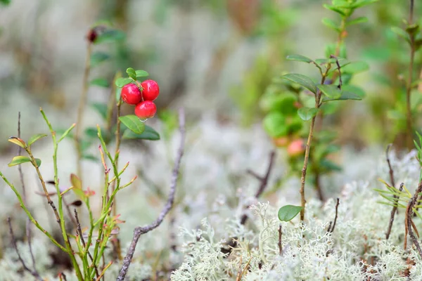 Ripe Lingonberry Growing Bush Taiga Forest Ready Harvest — Stock Photo, Image