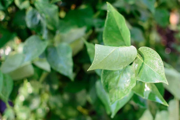 Grüne Blätter Des Wachsenden Baumes Blühten Garten — Stockfoto