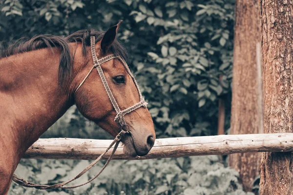 Caballo Atado Valla Madera Para Alquilar Gente Alrededor Ciudad —  Fotos de Stock