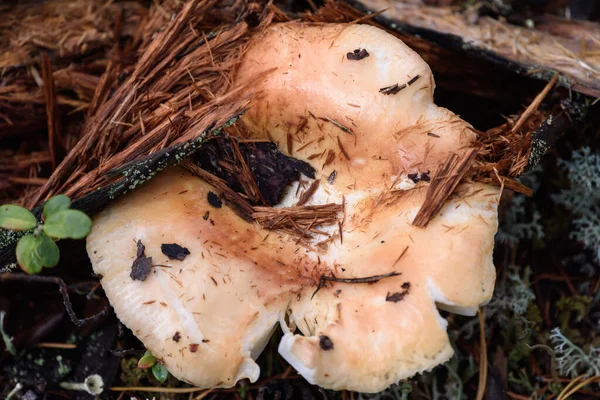 Russula Pilz Mit Sprödem Hut Wächst Sommertagen Auf Moos Kiefernwald — Stockfoto