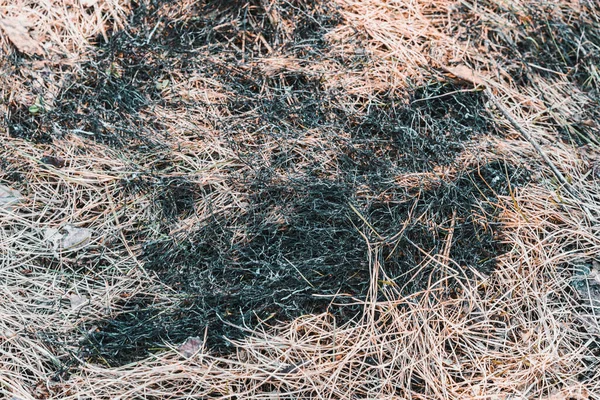 Burned Dry Grass Territory Spring Day — Stock Photo, Image