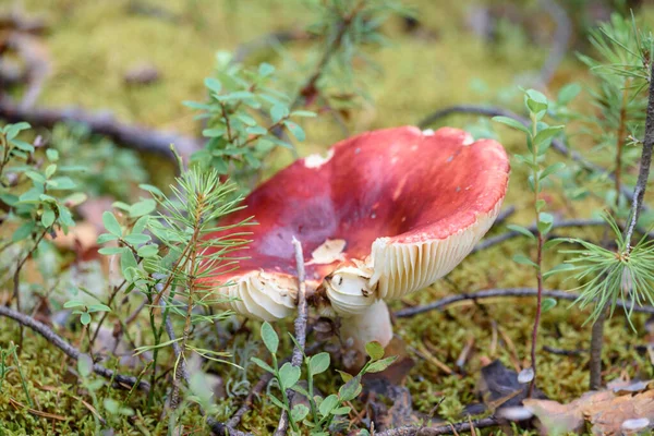 Russula Mushroom Brittle Hat Grows Moss Pine Forest Summer Day — Stock Photo, Image