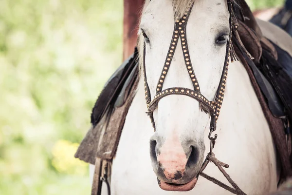 Красивая Цирковая Лошадь Загоне — стоковое фото