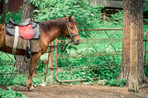 Beautiful Horses Standing Fence Rent People City — Stock Photo, Image