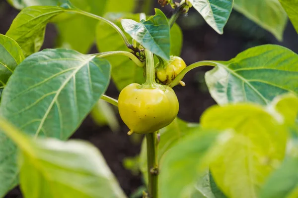 Grön Tomat Som Odlas Gren Växthus — Stockfoto