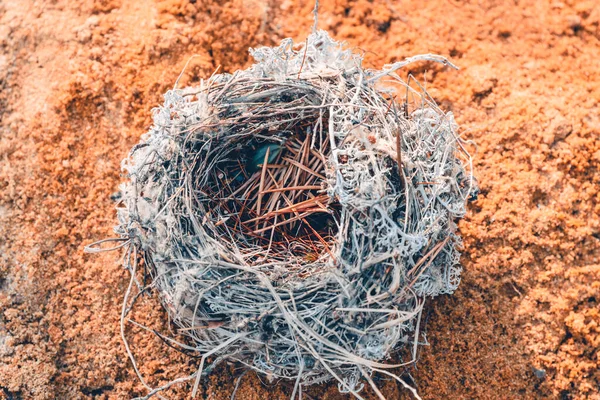 Vrabí Hnízdo Vytvořené Ptáky Trávy Větví Jehličí Červeném Písku Lese — Stock fotografie