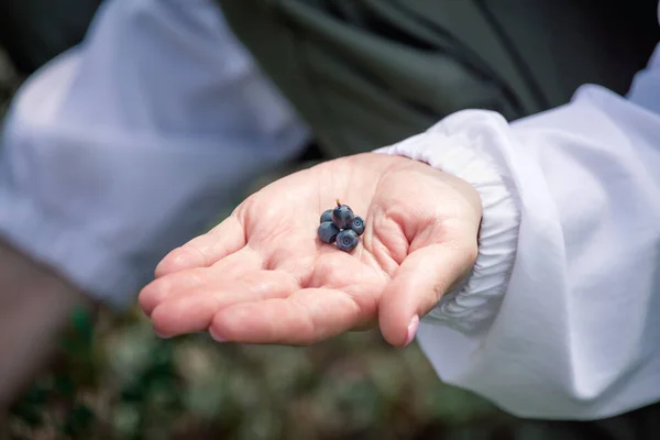 Girl picks blueberries in hand in forest in swamp