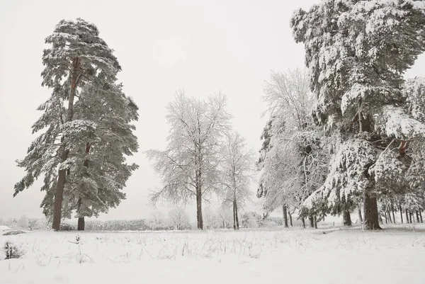 Schneebedeckte Kiefern im Winter, Russland. — Stockfoto