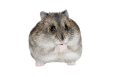 Djungarian hamster, beyaz arka plan.