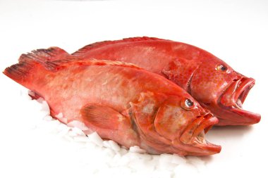 Two fresh Rockfishes on ice. clipart