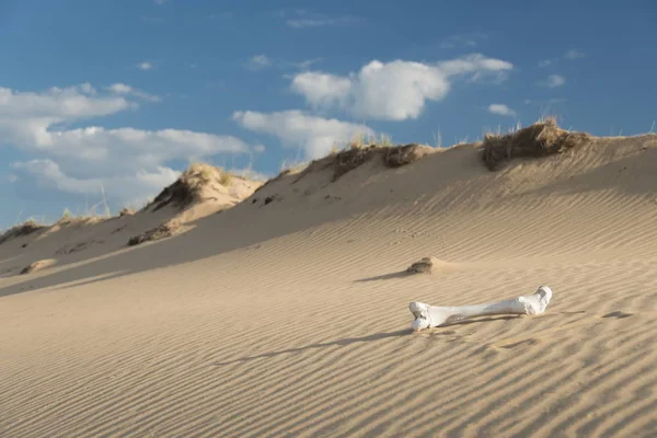 White bone on a sandy slope. — Stock Photo, Image