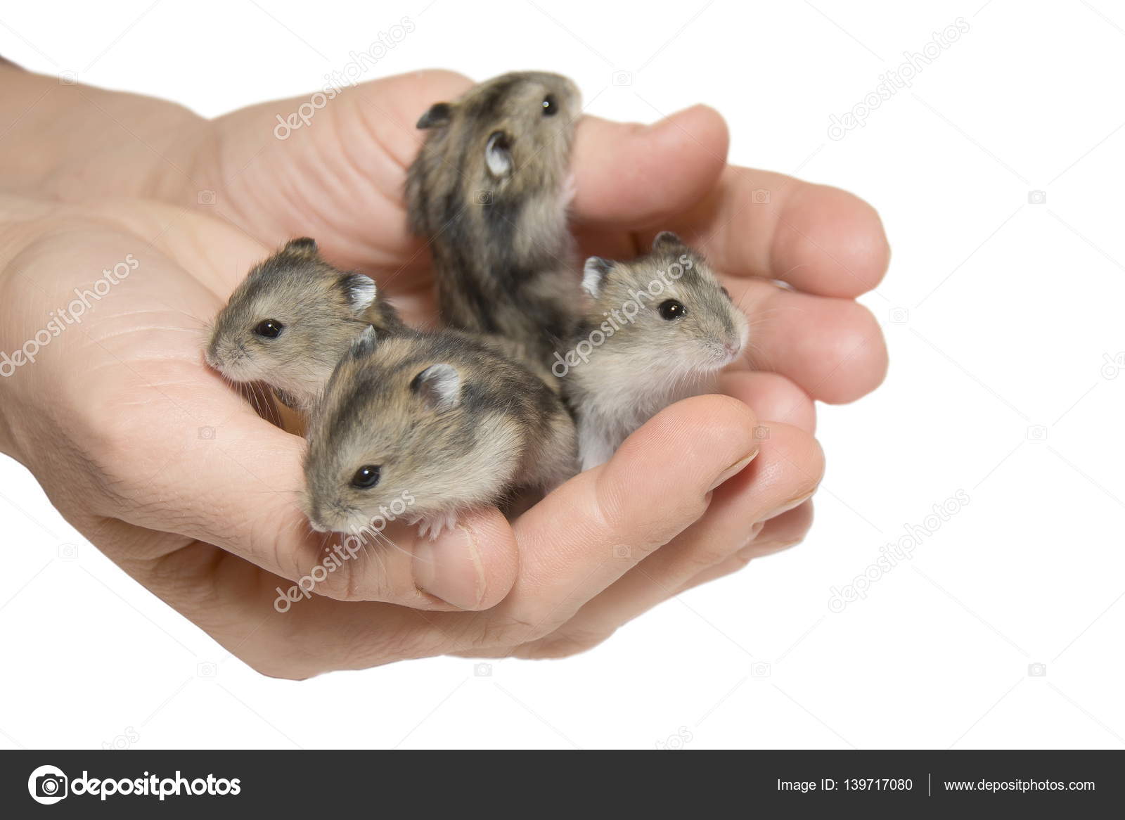 siberian mouse download siberian mouse download