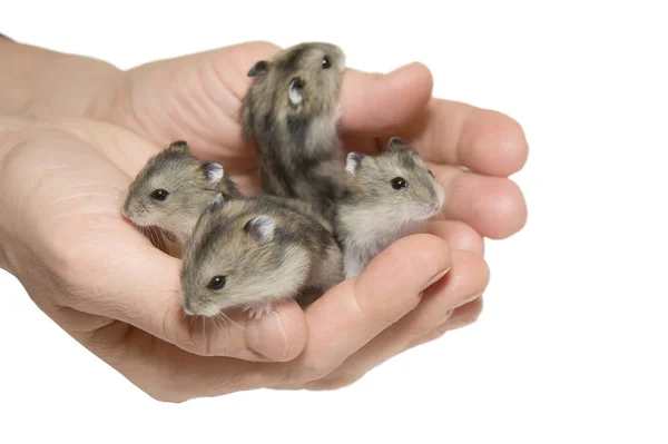 Kleine Siberische hamsters in handen, witte achtergrond. — Stockfoto