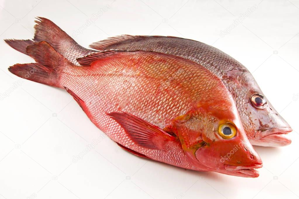 Two Red Snappers, white background.