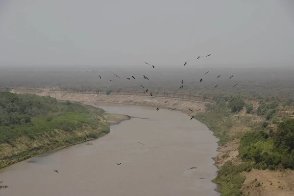 Flock of vultures soars above river Omo, Ethiopia. — Stock Photo, Image