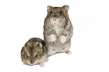 İki Djungarian hamster, beyaz arka plan.