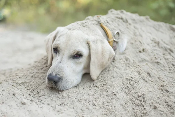 Собака Лабрадор, насолоджуючись прохолодним піску в спекотний літній день. — стокове фото