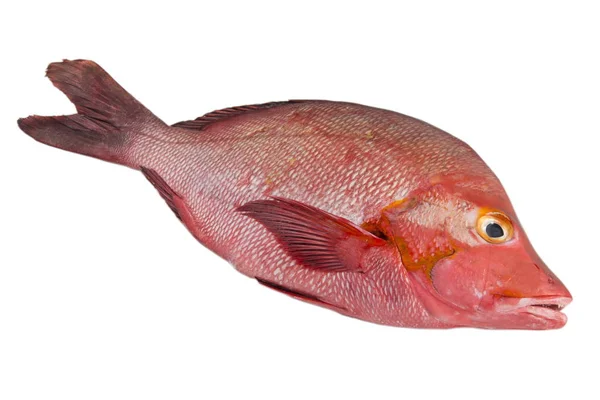 红鲷鱼上白色, 孤立. — 图库照片