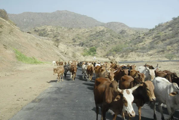 Mandria di mucche su strada asfaltata in Etiopia . — Foto Stock