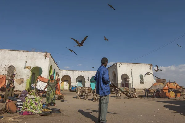 Harar 埃塞俄比亚 2012年3月28日 不明身份的埃塞俄比亚男子在埃塞俄比亚 Harar 的肉类市场上监视秃鹰 市场上不卫生的条件非常适合秃鹰群体 — 图库照片