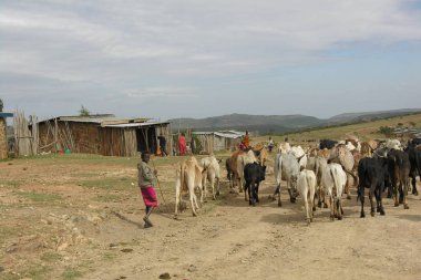 Maralal ilçesi, Kenya, 3 Aralık 2007: İnekler üzerine 3 Aralık 2007 Maralal, Kenya yakınındaki tanımlanamayan Samburu çocuğu kovalayan sürüsü. Sığır Kuzey Kenya'nın göçebe kabileler arasında en yüksek değere sahip.