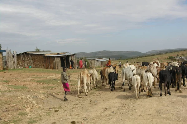 Maralal District Kenya December 2007 Unidentified Samburu Boy Chases Herd — Stock Photo, Image
