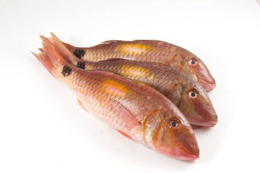 Taze Surmullet balık, beyaz arka plan.