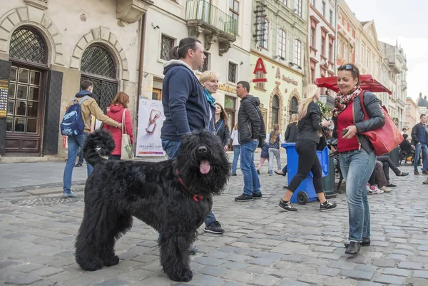 Lviv Ucrania Mayo 2016 Turistas Identificados Caminan Con Perro Enorme — Foto de Stock