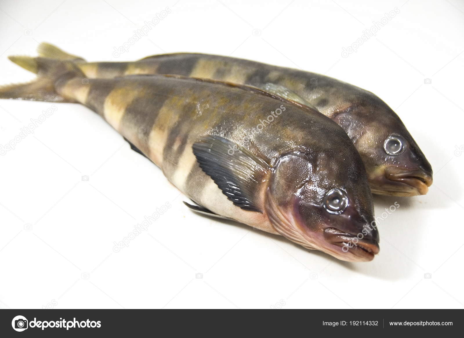 Two Atka Mackerel White Background Stock Photo by ©vlad_k 192114332