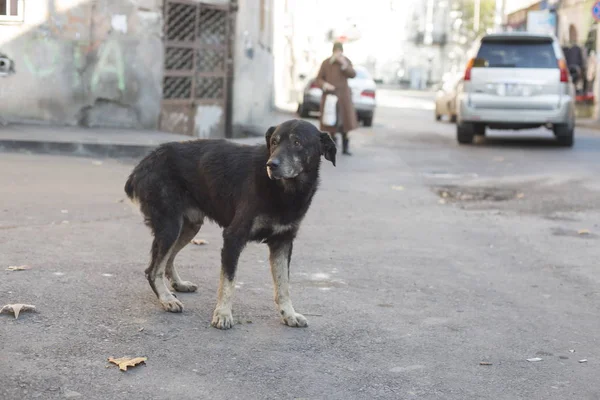 Cane Randagio Una Strada Tbilisi Georgia — Foto Stock