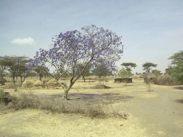 Strom Kvetoucí Purpurové Etiopské Vesnici — Stock fotografie