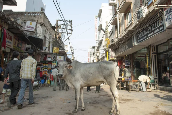 新德里 2009年4月26日 在印度新德里的主要集市大街上 不明身份的人经过奶牛 奶牛是印度的神圣动物 在街道上自由自在地生活 — 图库照片