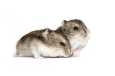 İki Djungarian hamster, beyaz arka plan.