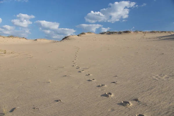 Hoefafdrukken Een Zanderige Helling Blauwe Lucht Achtergrond — Stockfoto