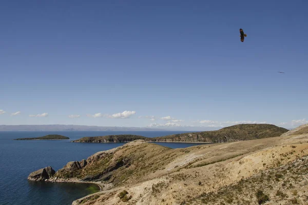 高くそびえるワシとティティカカ湖沿岸の風景 アイラ ボリビア — ストック写真