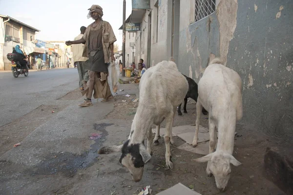 Harar Ethiopia March 2012 Unidentified Poor Man Passes Grazing Goats — Stock Photo, Image