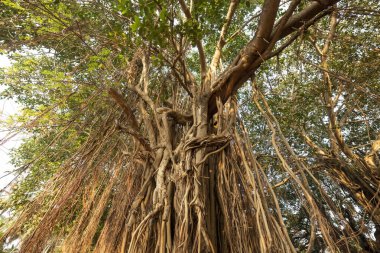 Goa, Hindistan 'daki Banyan ağacı.