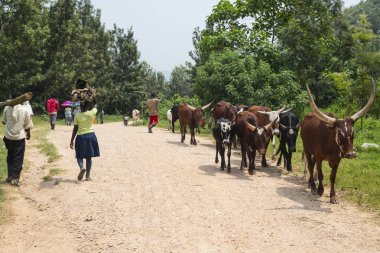 BUGOYE, UGANDA, 21 HAZİRAN 2020: Tanımlanamayan çoban Bugoye, Uganda yakınlarında bir inek sürüsünü kovaladı. Ugandalı inek cinsi (