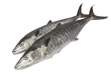 İki taze Kingfish, beyazlar içinde izole edilmiş..
