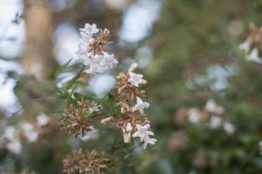 Beyaz Yasemin çiçekleri, yaklaşın..