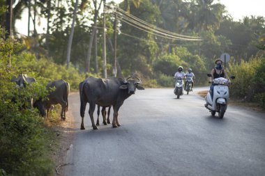 Morjim, Hindistan, 22 Şubat 2020: Kimliği belirsiz koruyucu kadın Morjim, Goa, Hindistan yakınlarındaki bir yolda Buffalo 'nun yanından geçiyor. Bufalo Goa ve Hindistan 'ın kırsal bölgelerinde özgürce dolaşabilir..